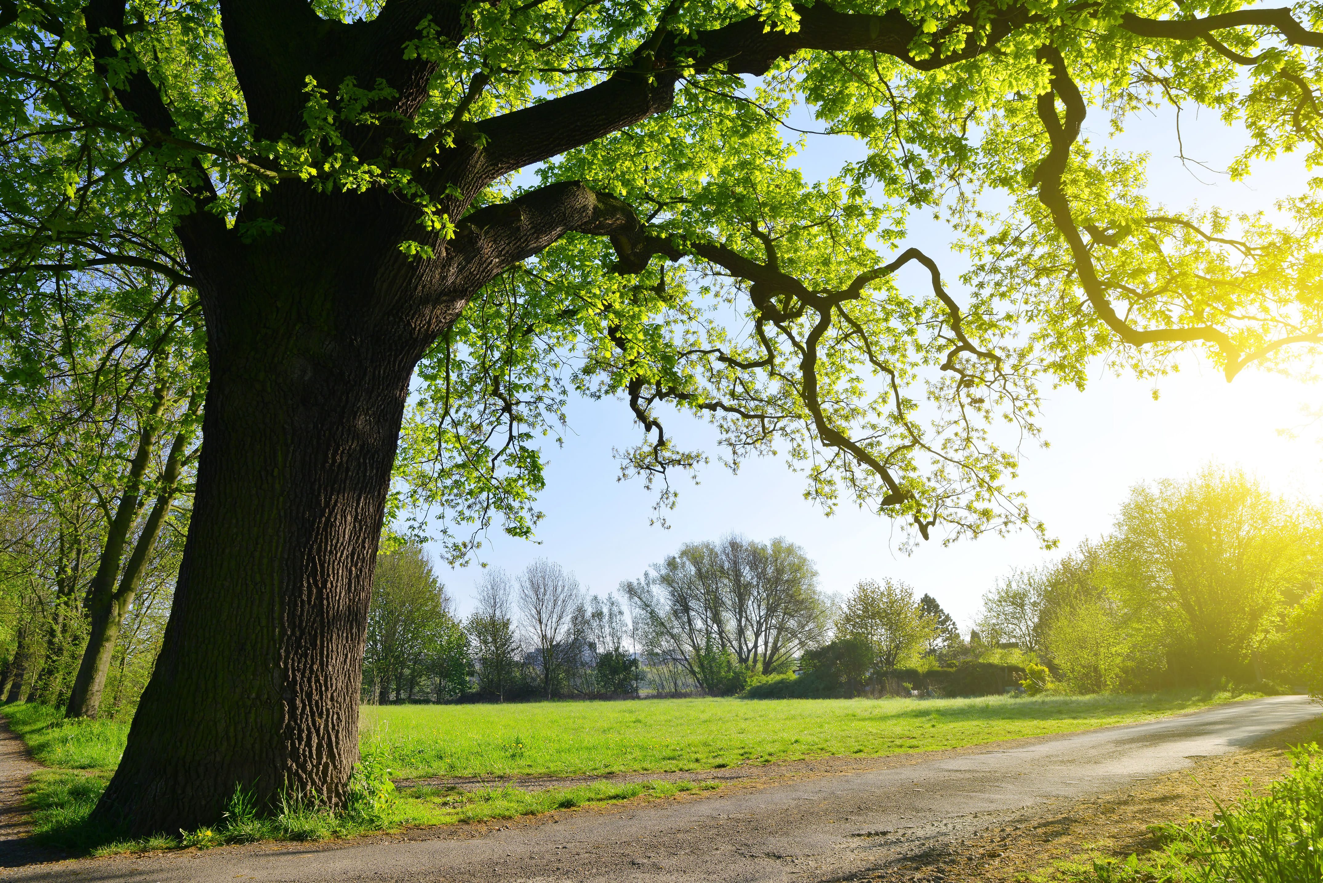 The Viability Of CNG In Supply Chain