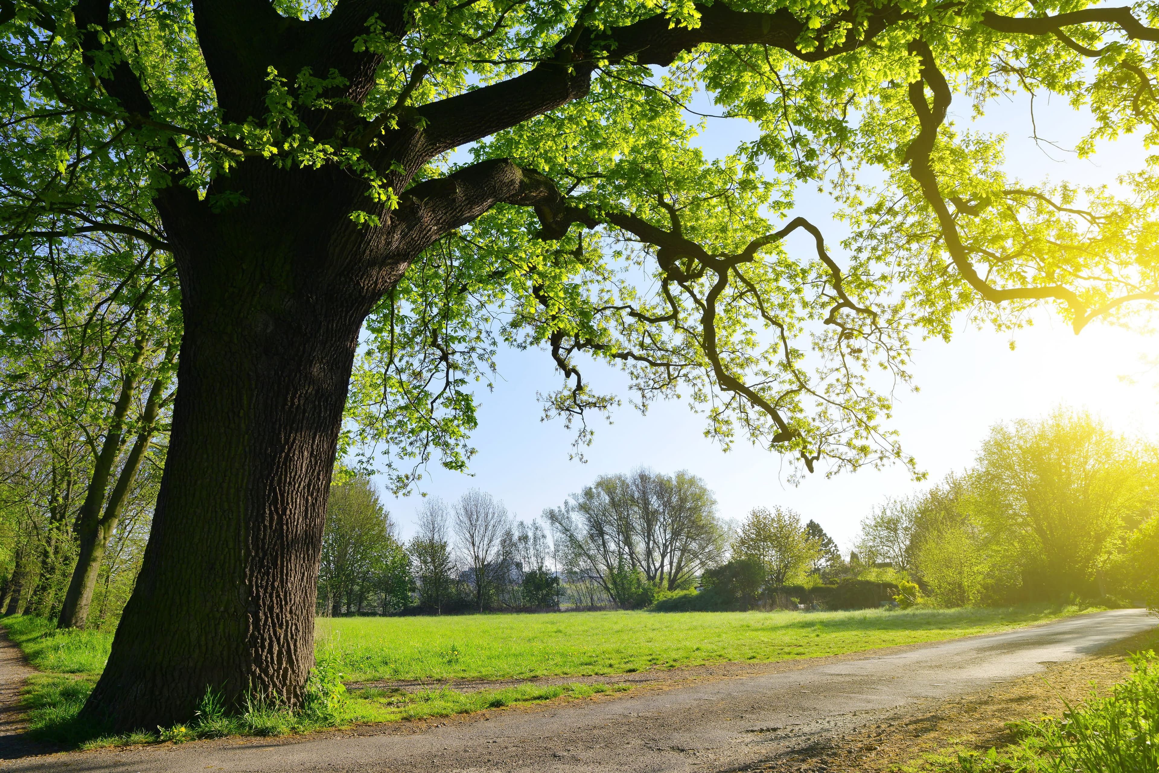 The Viability Of CNG In Supply Chain